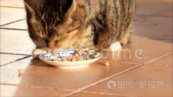 禁忌猫在外面吃罐头食品视频