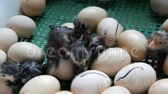 小的还是湿的新生儿，白的和黑的鸡在农场的孵卵器旁破蛋壳