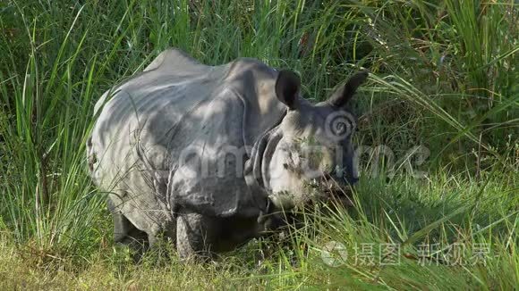 印度犀牛独角兽，也叫大一角犀牛在草地上放牧
