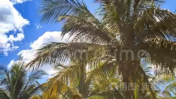蓝天碧海的城市公园中的大型棕榈树