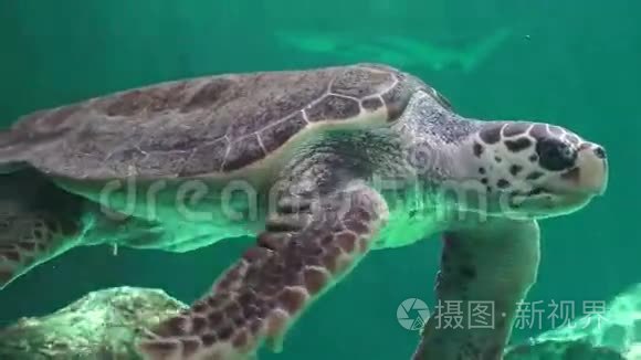 海龟和其他海洋动物