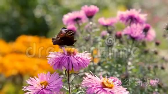 蝴蝶飞过粉红色的花园花视频