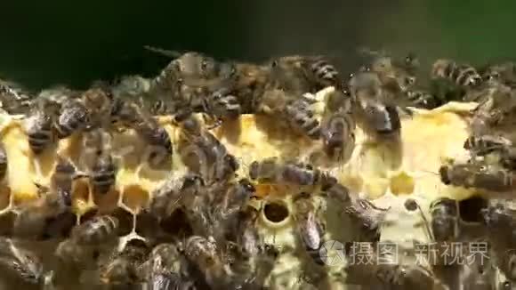 许多蜜蜂用蜂蜜在蜂窝中工作视频