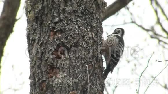 白背啄木鸟在森林树上吃昆虫视频