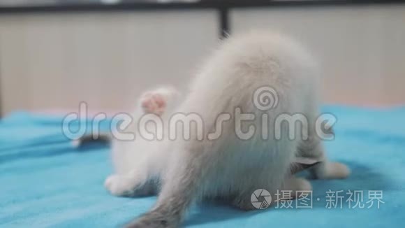 有趣的视频白人两只小猫躺在床上玩。 两只小猫在室内打架。 猫和生活方式