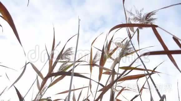 干燥的沼泽草在灰色的天空背景下随风摇曳