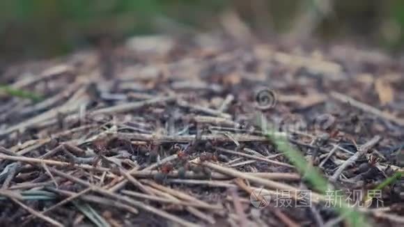 森林中的团队合作概念蚁丘。 大的生活方式蚁丘，森林里的草地上有蚂蚁