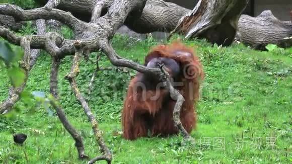 雄性婆罗洲猩猩痒视频