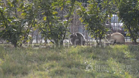 家庭园草地上的两只家猫视频