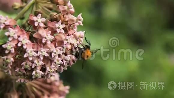 蜜蜂上花，特写..