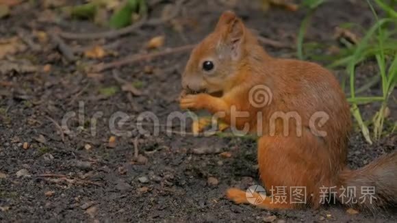 可爱的红松鼠在公园吃坚果