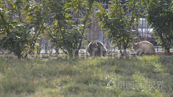 家庭园草地上的两只家猫视频