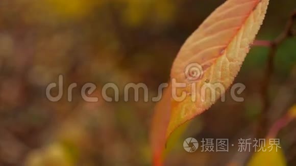 黄叶湿孤树黄背景秋性雨视频