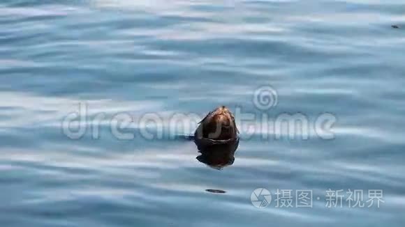 加州蒙特利的海狮出海视频