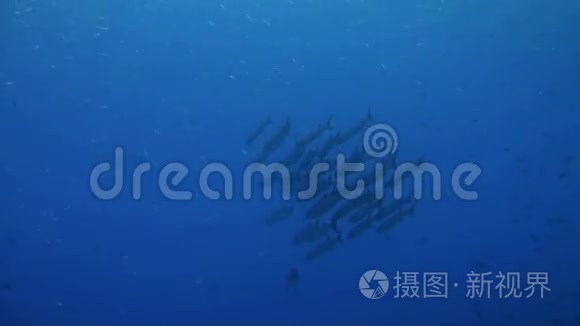 黑鳍巴拉库达斯在蓝色的水里游泳