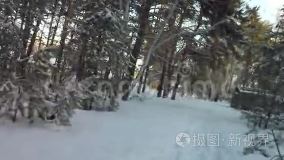 冬天的混合森林覆盖着阳光照亮的雪