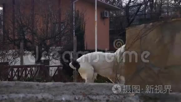 饥饿的大狗在街上的冬天吃面包。 慢动作