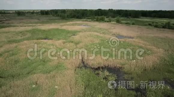 鸟瞰沼泽土地与白鹭筑巢地视频