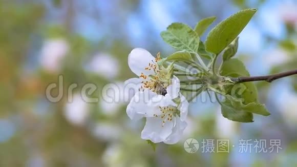 蜜蜂从花苹果树上飞来视频