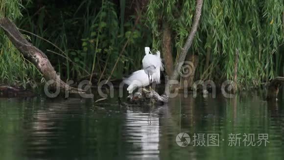 意大利里蒂保护区湖中的白鹭视频