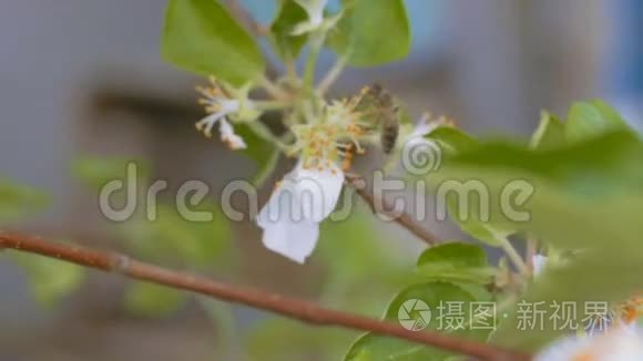 慢镜头视频蜜蜂吃花苹果的花粉视频