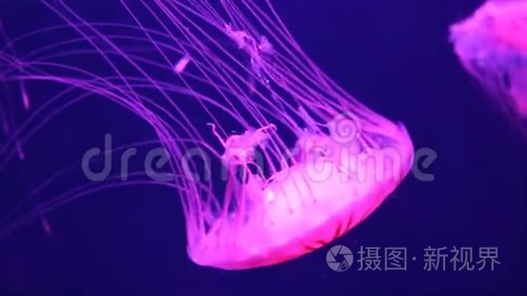 水母日本海游水下活生生，又名：北海荨麻，太平洋海