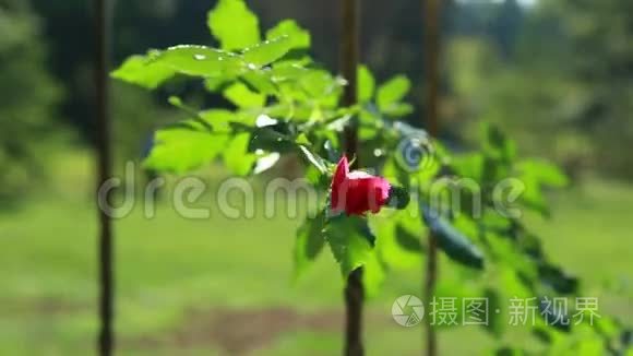 绿色灌木丛上美丽的红玫瑰视频