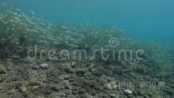 珊瑚礁上有黄色条纹的大型鱼群视频