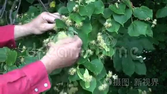 草药师手摘树花视频