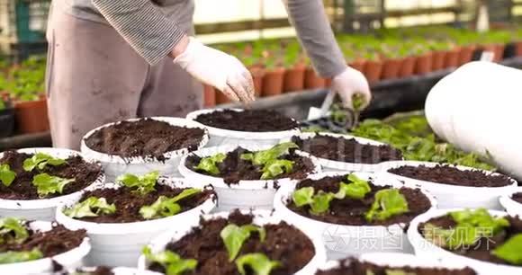 雄性植物学家在盆栽中种植树苗视频