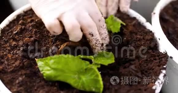 雄性植物学家在盆栽中种植树苗视频