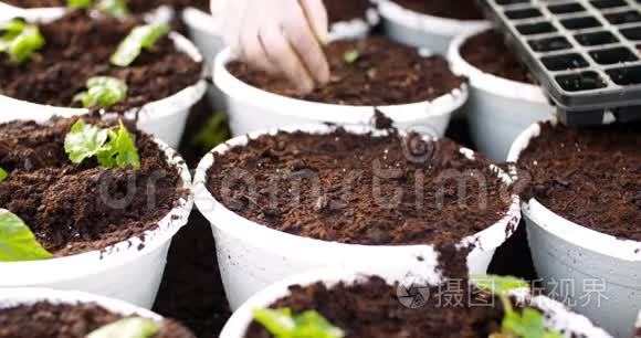 雄性植物学家在盆栽中种植树苗视频