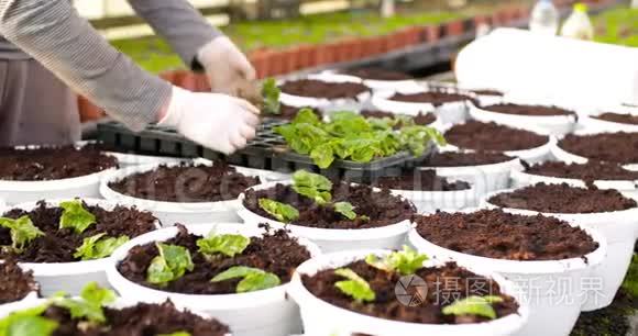 雄性植物学家在盆栽中种植树苗视频