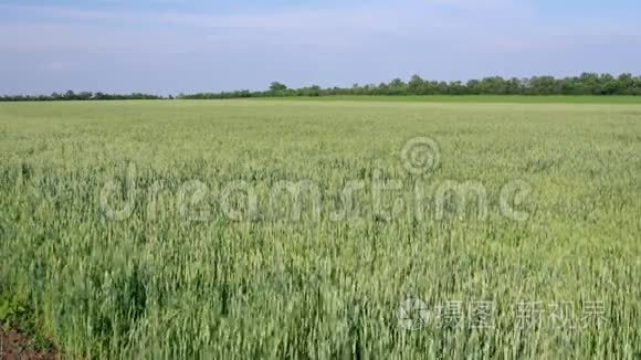 夏季大风日未熟麦田视频