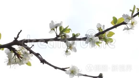 四月樱桃树上的花视频