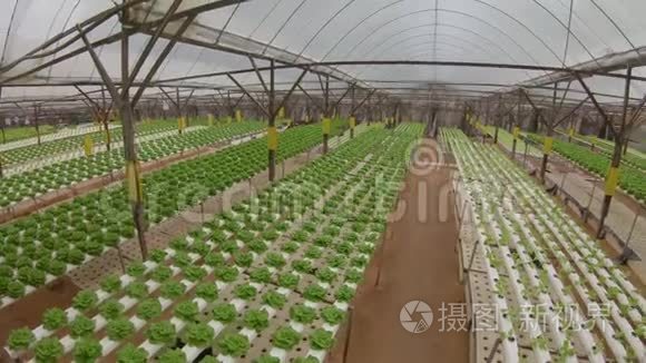 种植生菜的水培温室视频