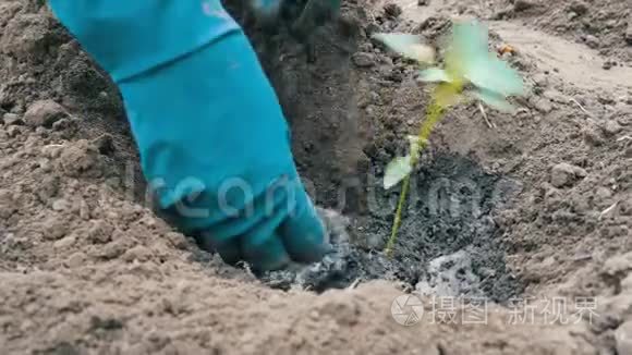 女人在地上挖了一队绿辣椒视频