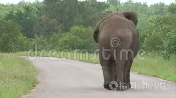 在灌木丛中行走的大象视频