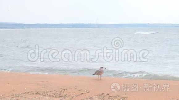 海滩上的海鸥在寻找食物视频