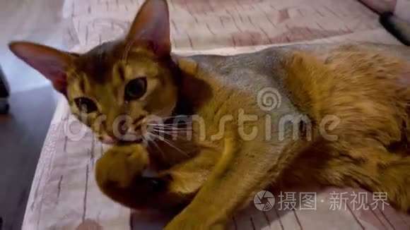 阿比西尼亚猫洗