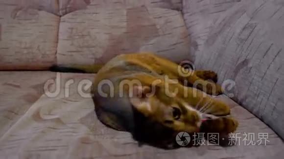 阿比西尼亚猫洗