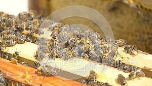 蜜蜂把花蜜转化为蜂蜜视频