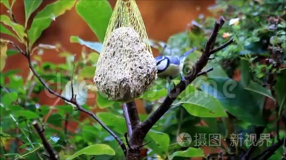 蓝雀鸟吃肥鸟种视频