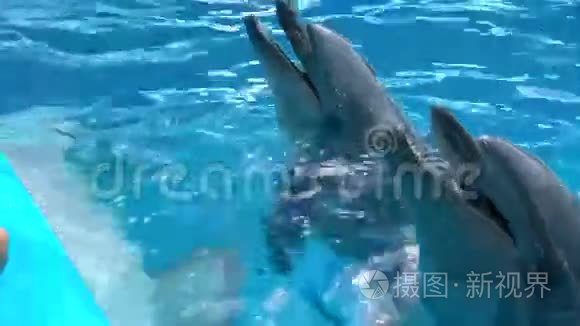 海豚在海豚馆里嬉戏视频