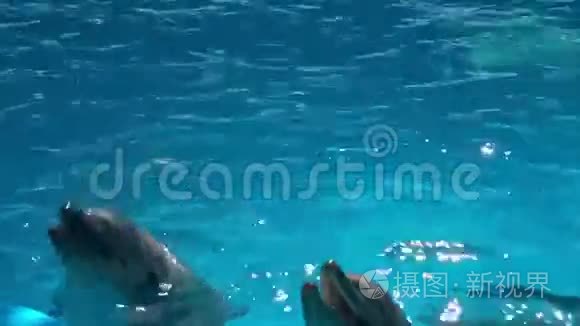 海豚在海豚馆里嬉戏视频
