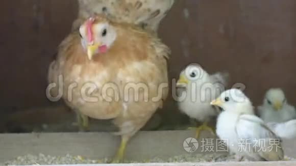 母鸡和小鸡在吃东西视频