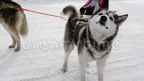 西伯利亚哈士奇狗带雪橇视频