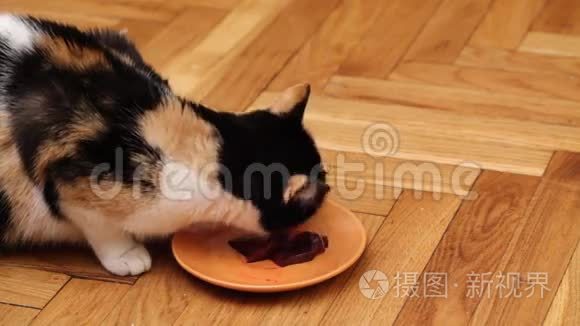 混合繁殖的猫食视频