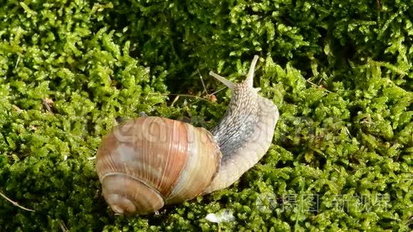 蜗牛在绿色的夏天苔藓上视频