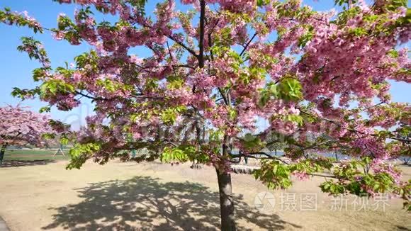 春天的花朵系列：樱桃小簇簇的樱花在微风中，蓝天背景